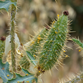 Argemone pleiacantha, Southwestern Pricklypoppy